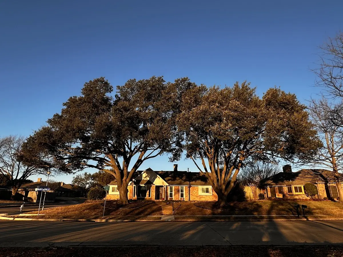 Established residential canopy tree shading a home in Washington Court House
